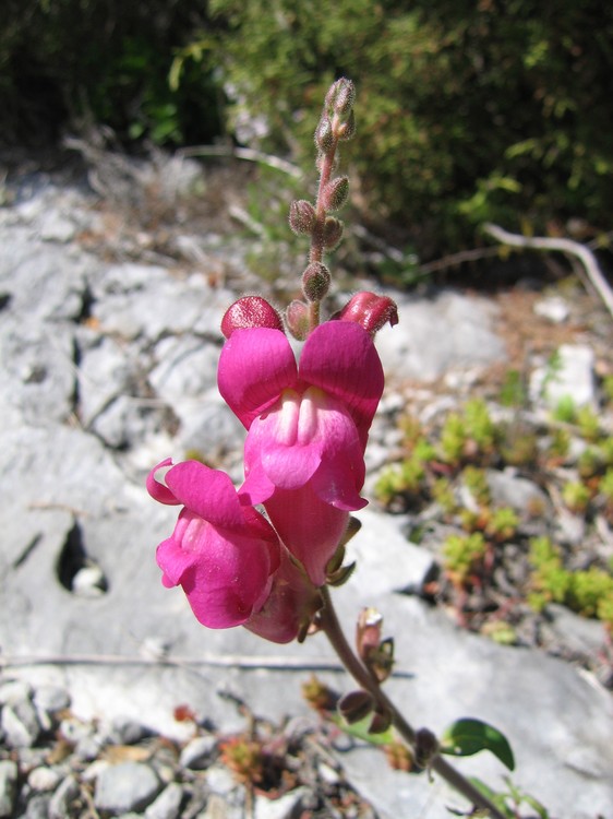 Antirrhinum majus
